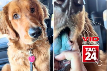 viral videos: Viral Video of the Day for October 27, 2024: Dog gets into blue slushy: "Let me see your tongue"