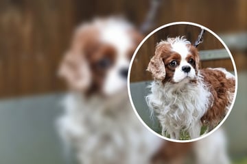 Spaniel-Rüde aus Verwahrlosung befreit: Kleiner Henry sucht neues Zuhause
