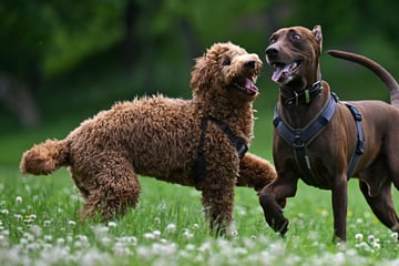 Hundesteuer in Thüringen steigt weiter: In diesen Regionen müssen Halter am meisten abdrücken