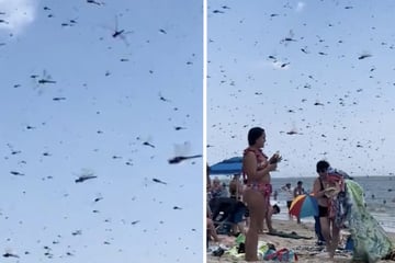 Insekten-Invasion bricht über Strandbesucher hinein!