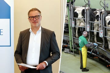 Achterbahnfahrt beim Milchpreis: Molkereien und Bauern unter Druck