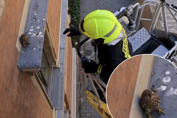 Chemnitz: Chemnitzer Feuerwehr wieder als Tierretter unterwegs