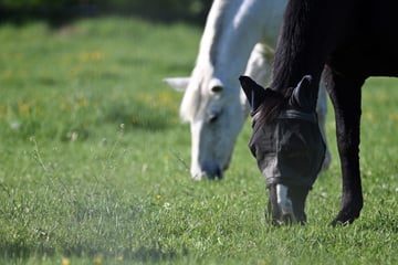 Pferdegruppe büxt nachts aus: Wenige Stunden später ist die Trauer groß