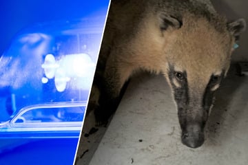 Jugendliche treffen mitten in der Nacht auf fremdartiges Tier und rufen die Polizei