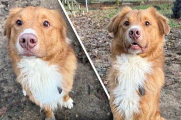 Wunderschöner Hund ging schon durch mehrere Hände: Trotzdem mag er Menschen noch immer