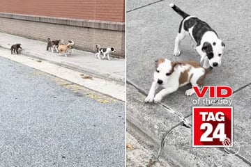 viral videos: Viral Video of the Day for August 21, 2025: Woman stumbles upon adorable litter of abandoned puppies!