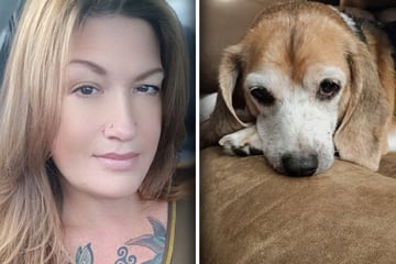 Frau rettet Hund von Straße: Was sie zwei Wochen später herausfindet, macht sie sprachlos