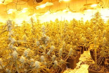 XXL-Cannabisplantage in hessischer Kleinstadt ausgehoben: Zwei Männer in U-Haft