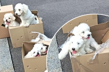Versteckt in Kartons: Bundespolizei rettet Hundewelpen am Grenzübergang