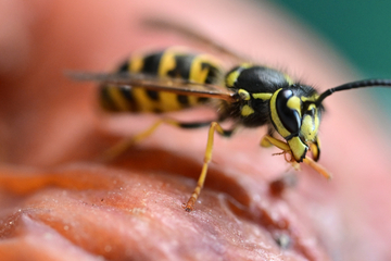Landesamt für Natur, Umwelt und Verbraucherschutz sieht gutes Jahr für Wespen
