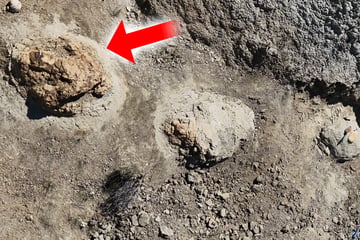 Spektakulärer Fund: 66,5 Millionen Jahre alte Spur eines T-Rex entdeckt