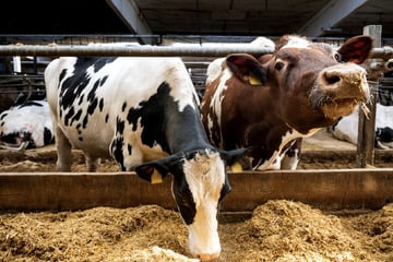 Klimasünder Kuh? Deshalb untersuchen Forscher Rinder-Rülpser