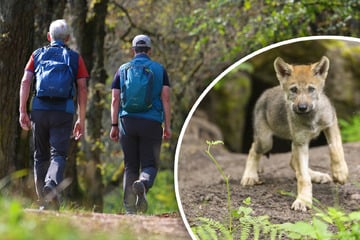Keine Scheu! Wolfswelpe tapst Spaziergängern in Sachsen hinterher