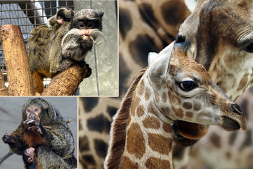 Baby-Boom im Leipziger Zoo: Giraffen-Nachwuchs sucht Namen