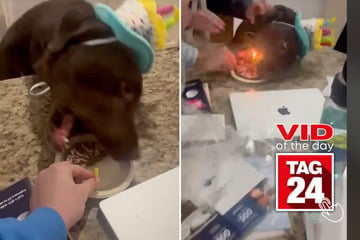 Viral Video of the Day for March 2, 2025: Dog almost ruins his birthday with hot candle!