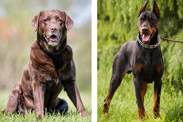 Labrador und Dobermann zeugen Nachwuchs - und der Mischling hat es in sich