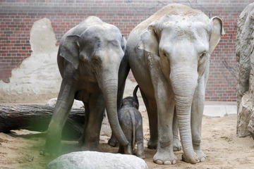 Mobbing bei den Leipziger Elefanten? Neue Gruppendynamik sorgt für Stunk