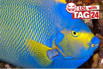 Joke of the Day for September 14, 2025: A swimming silly for Sunday Funday