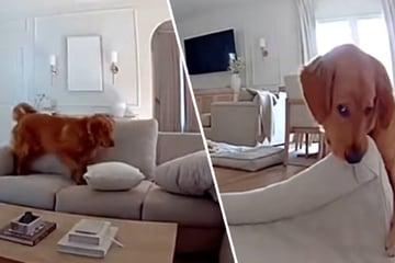 Frau denkt, Golden Retriever schläft: Als sie die Kamera checkt, trifft sie der Schlag