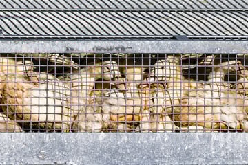 Ausmaß von Entschädigungen wegen Vogelgrippe nicht absehbar