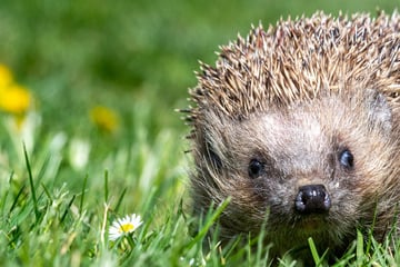 Berlin: Mähroboter versus Igel: Bezirk warnt vor nächtlicher Todesfalle im Garten