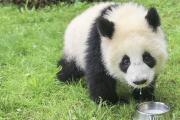Süße Nachrichten aus dem Berliner Zoo: Panda-Zwillinge Leni und Lotti immer mutiger