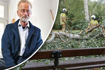 Dresden: Schon 53 Baumstürze und Astbrüche dieses Jahr in Dresden: Experte klärt über Problem auf