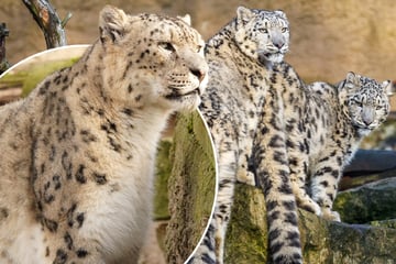 Einfach tierisch! Senioren-Duo gründet WG im Dresdner Zoo