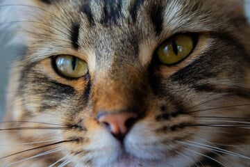 Grau und unscharf oder doch in Farbe und HD: Wie sehen Katzen die Welt?