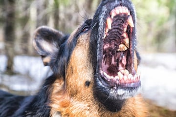Blutige Attacke bei Wanderung: Schäferhund reißt sich los und attackiert Touristin