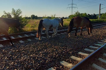 Zugausfall und tierisch viel Verspätung: Pferde-Gang legt Bahnstrecke bei Dresden lahm