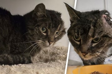 Katze ohne Ohr in Straßengraben gefunden - wer kennt sie?