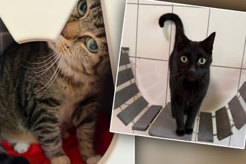 Katzen kommen nach zehn Jahren aus Vermittlung zurück: Der Grund wirft Fragen auf