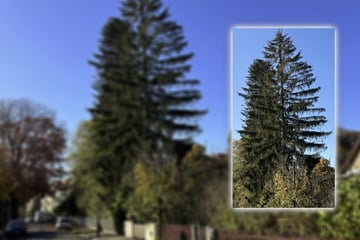 Dresden: Riesenbaum unter Schutz: Dresden bekommt neues Naturdenkmal