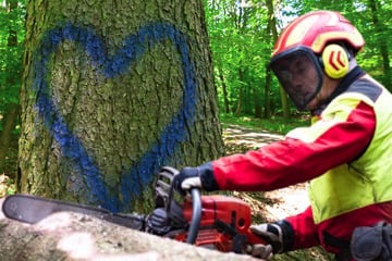 Berlin: Bäume ade: Diese grünen Riesen müssen in Treptow-Köpenick weichen