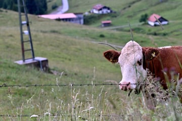 Aus dem Nichts aufgetaucht: Ausgebüxte Rinder lösen nächtlichen Zusammenstoß aus