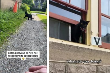 Woman rescues neighbor's escaped cat by using her own kitty as a lure!