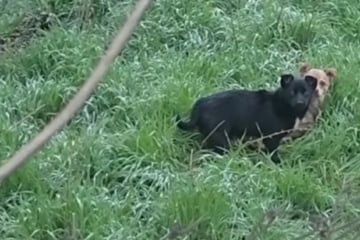 Frauen wollen zwei Hunde retten: Was dann passiert, haben sie nicht kommen sehen