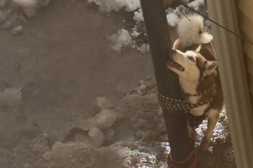 Husky brutal an Pfahl geknebelt: Als man ihn dann röntgt, kommt Schreckliches ans Licht