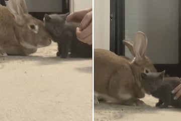 Rabbit adopts orphan kitten in heartmelting TikTok video
