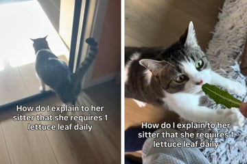 Statt Leckerlis: Diese Katze hat einen ungewöhnlichen Lieblingssnack