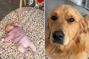 Dog can't enter baby's best friend's room – but he just can't help himself!