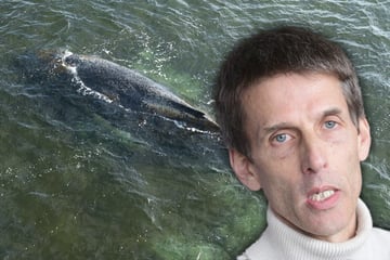 Buckelwal in der Ostsee wirft Fragen auf: Werden in Zukunft immer mehr Tiere stranden?