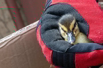 Küken-Drama in Zittau: Feuerwehr muss eingreifen