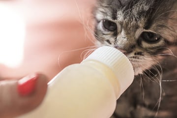 Mann lässt sich von seiner Katze die Eier lecken! Gericht mit wichtigem Urteil