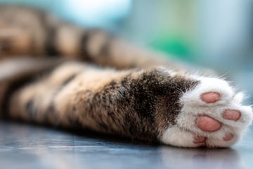 Grausiger Fund: Katze mit Strick um den Hals im Inn ertränkt