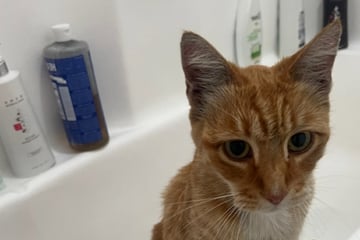 Frau sagt Tierarzttermin ab, weil Katze Transportbox abwehrt: Kurz darauf ist sie sprachlos