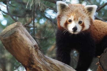 Neues Männchen eingetroffen: Gibt es bald Nachwuchs für die Roten Pandas im Zoo Leipzig?
