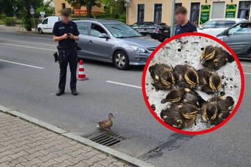Entenmama watschelt mit Küken über Straße: Plötzlich sind alle sieben weg