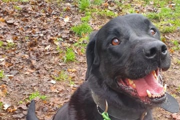 Er ist kein typischer Labrador: Gibt es noch ein Happy End für Brezel?
